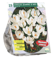 Baltus 'Crocus Grootbloemig'   voorjaarsbloeiers   Wit   25 bollen