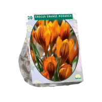 Baltus Crocus Orange Monarch   Voorjaarsbloeiers   20 bollen