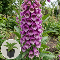 Digitalis purpurea Excelsior Hybrids   pot 9x9 cm  