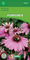 Somers   bloemzaden   Zonnehoed Purper