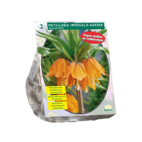 Baltus 'Fritillaria Imperialis Aurora'   voorjaarsbloeiers   2 bollen