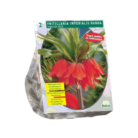 Baltus 'Fritillaria Imperialis Rubra'   voorjaarsbloeiers   2 bollen