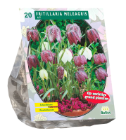 Baltus 'Fritillaria Meleagris'   voorjaarsbloeiers   20 bollen