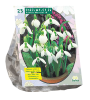 Baltus 'Galanthus Woronowii'   voorjaarsbloeiers   25 bollen
