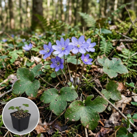 Hepatica nobilis   pot 9x9 cm