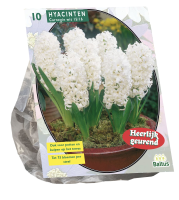 Baltus 'Hyacinth Carnegie'   voorjaarsbloeiers   10 bollen