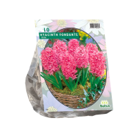 Baltus 'Hyacinth Fondante'   voorjaarsbloeiers   10 bollen