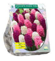 Baltus 'Hyacinthed Pink'   Mix   voorjaarsbloeiers   9 bollen
