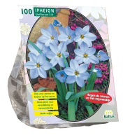Baltus 'Ipheion'   voorjaarsbloeiers   100 bollen
