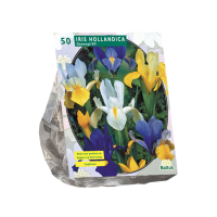 Baltus Iris Hollandica