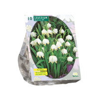 Baltus lenteklokje 'Leucojum'   Najaarsbloeiers   Per 10 bollen (wit)   Voorjaarsbloembollen