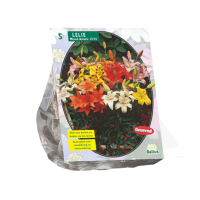 Baltus 'Lilium'   Mix   voorjaarsbloeiers   5 bollen   Najaarsbloembollen
