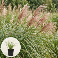 Miscanthus sinensis 'Grosse Fontäne'   pot 9x9 cm  