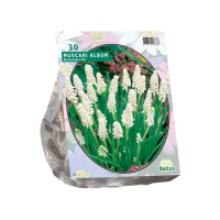 Baltus Muscari Botryoides Album   Blauwe Druif wit   30 stuks