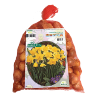 Baltus 'Narcis' Geel   voorjaarsbloeiers   100 bollen
