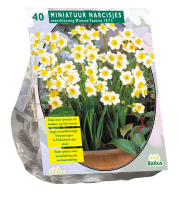Baltus 'Narcis Mini Minnow'   voorjaarsbloeiers   40 bollen