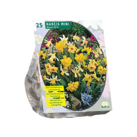 Baltus 'Narcis Mini'   voorjaarsbloeiers   Mix   25 bollen
