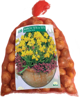 Baltus 'Narcis Mini Tête à Tête'   voorjaarsbloeiers   100 bollen