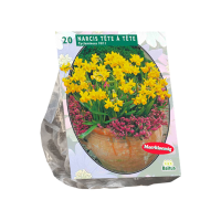 Baltus 'Narcis Mini Tête à Tête'   voorjaarsbloeiers   20 bollen