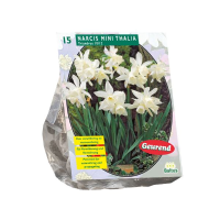 Baltus 'Narcis Mini Thalia'   voorjaarsbloeiers   15 bollen