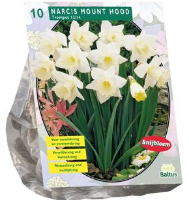 Baltus Narcis Mount Hood   Trompetnarcis   10 stuks