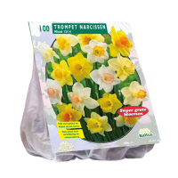 Baltus 'narcis trompet'   Mix   voorjaarsbloeiers   100 bollen