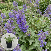 Nepeta 'Bokratune' (Neptune)   pot 9x9 cm