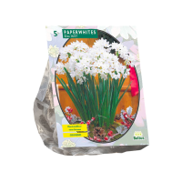 Baltus 'Paperwhite Ziva'   voorjaarsbloeiers   5 bollen