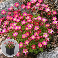 Saxifraga 'Peter Pan'   pot 9x9 cm  