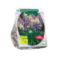 Baltus Scilla Hispanica Mix   Sterhyacint   15 stuks