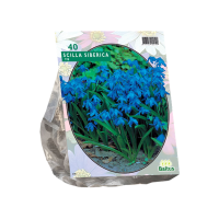 Baltus 'Scilla Siberica'   voorjaarsbloeiers   40 bollen