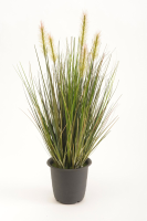 Emerald siergras groen 45cm
