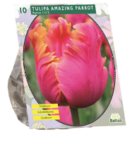 Baltus 'Tulipa Amazing Parrot'   voorjaarsbloeiers   Parkiet   10 bollen