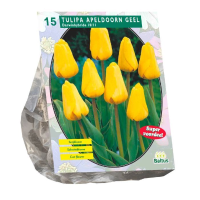 Baltus Tulipa Apeldoorn Geel   Darwin Tulp   10 stuks