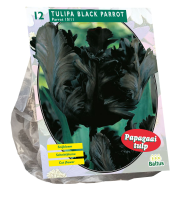 Baltus 'Tulipa Black Parrot'   voorjaarsbloeiers   Parkiet   12 bollen