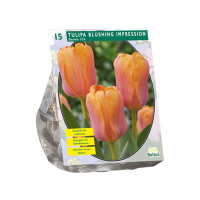 Baltus Tulipa Blushing Impression Darwin   Bloembollen   10 stuks