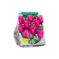Baltus Tulipa Don Quichotte Triumph   Bloembollen   12 stuks