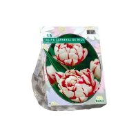 Baltus Tulipa Dubbel Laat Carnaval de Nice   Bloembollen   10 stuks