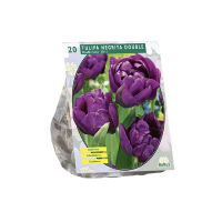 Baltus Tulipa Dubbel Laat Negrita Double   Bloembollen   10 stuks