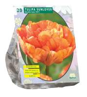 Baltus Tulipa Dubbel Laat Sunlover   Bloembollen   12 stuks