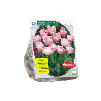 Baltus Tulipa Dubbel Laat Upstar   Bloembollen   10 stuks