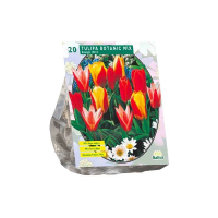 Baltus Tulipa Greigii Mix   Bloembollen   10 stuks
