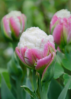 Baltus Tulipa Ice Cream mix   Bloembollen   5 stuks