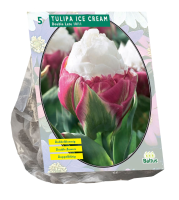Baltus 'Tulipa Ice Cream'   voorjaarsbloeiers   5 bollen