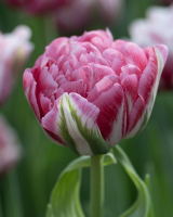 Baltus Tulipa Marshmallow mix   Bloembollen   9 stuks