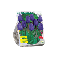 Baltus Tulipa Negrita, Triumph   Klassieke komvorm   12 stuks