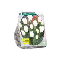 Baltus Tulipa Purissima, Fosteriana   Vroege bloeier   10 stuks