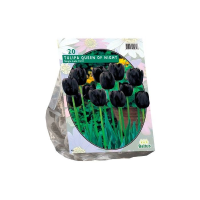 Baltus Tulipa Queen of Night, Enkel Laat   10 stuks