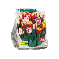 Baltus Tulipa Rembrandt Mix   Gevlamde tulp   12 stuks