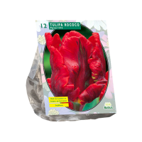 Baltus 'Tulipa Rococo Parrot'   voorjaarsbloeiers   Parkiet   12 bollen